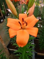 [5029 Montebello No01.JPG]